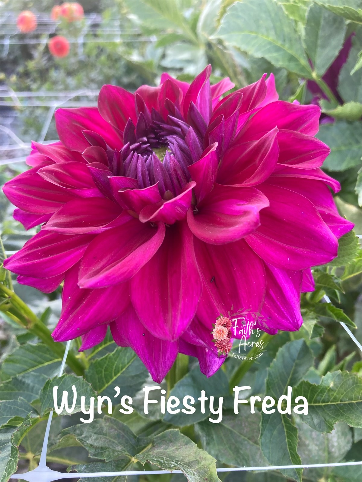 Wyn's Fiesty Freda - Image 2