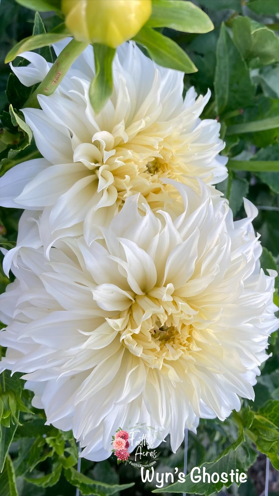 Wyns Ghostie - Image 3