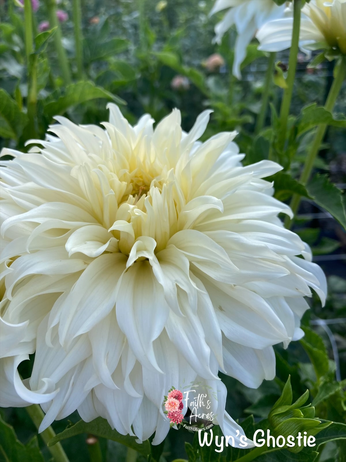 Wyns Ghostie - Image 2