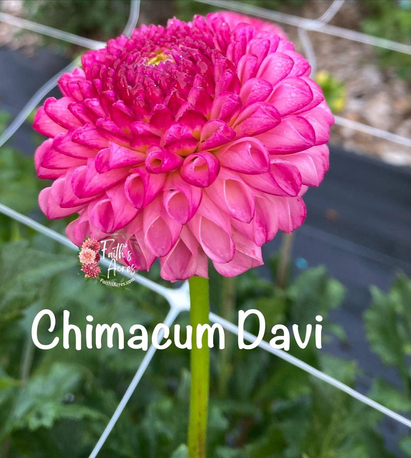 Chimacum Davi - Image 2