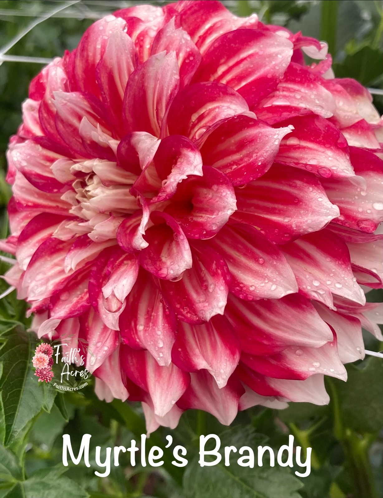 Myrtle’s Brandy - Image 4