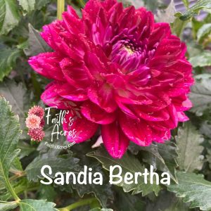 Sandia Bertha