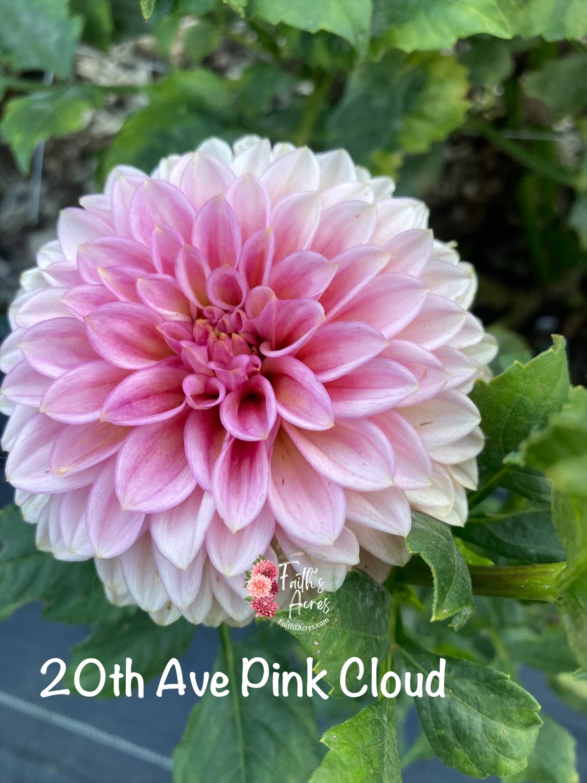 20th Ave Pink Cloud