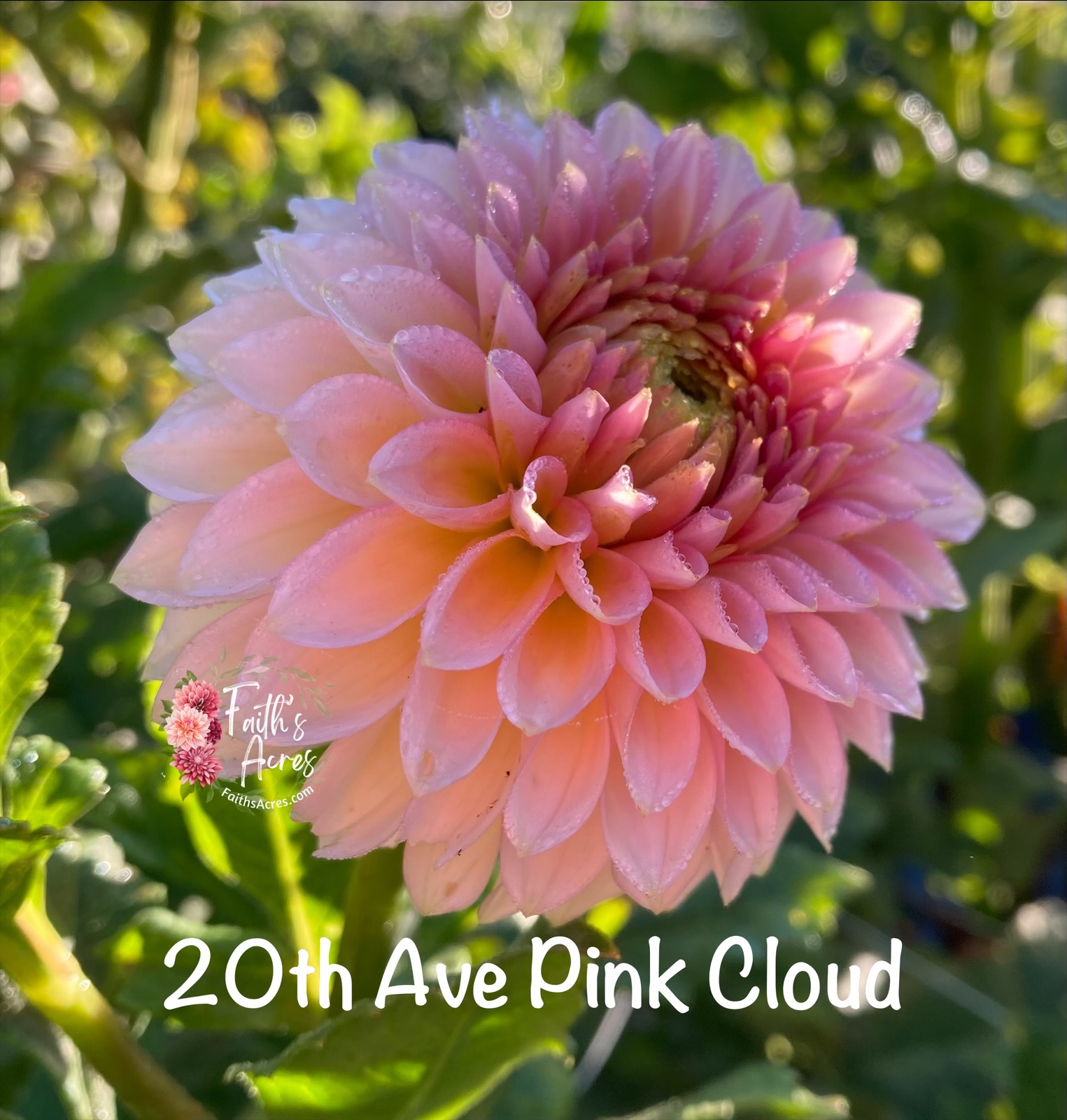 20th Ave Pink Cloud - Image 2