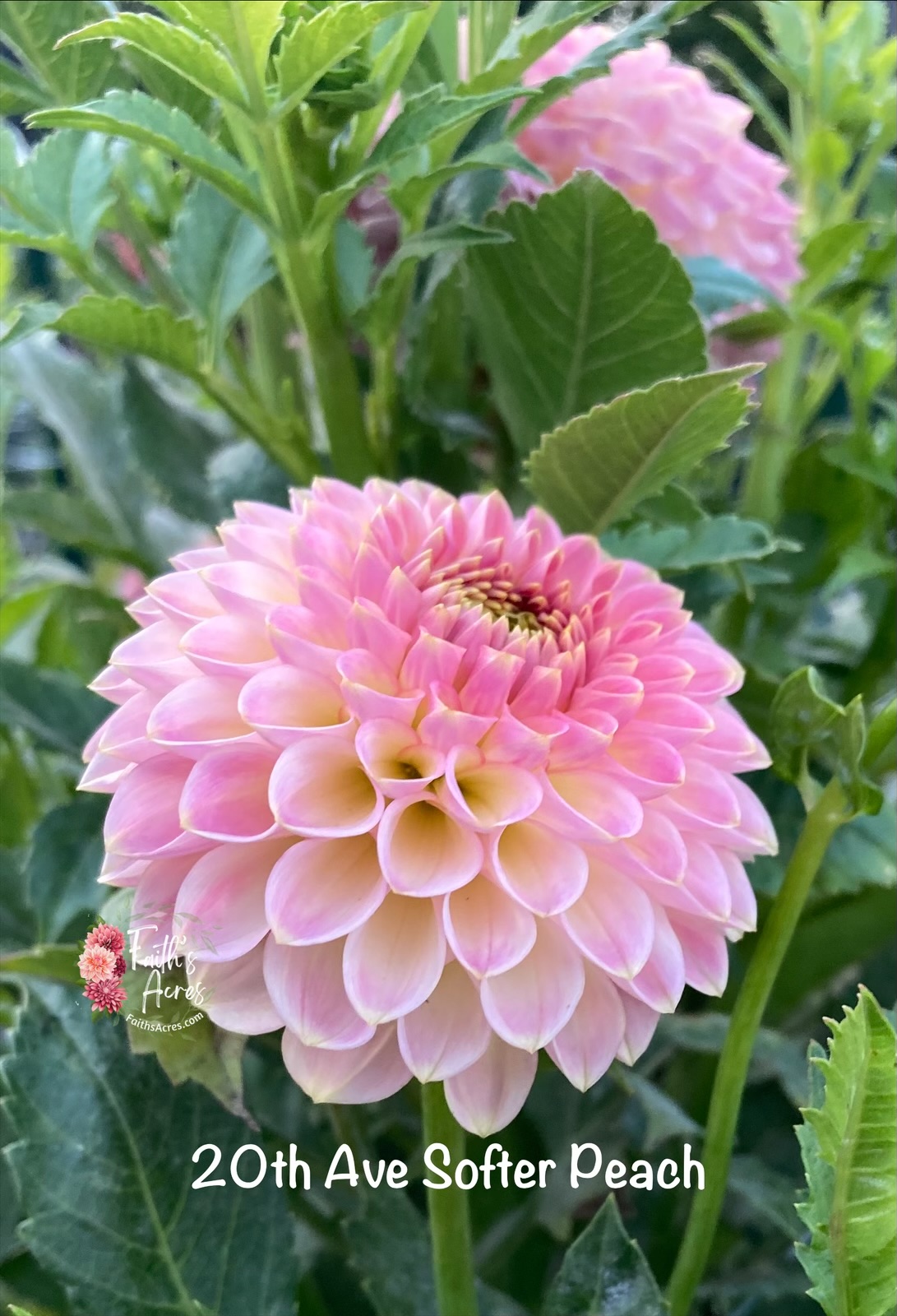 20th Ave Softer Peach - Image 2