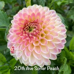 20th Ave Softer Peach