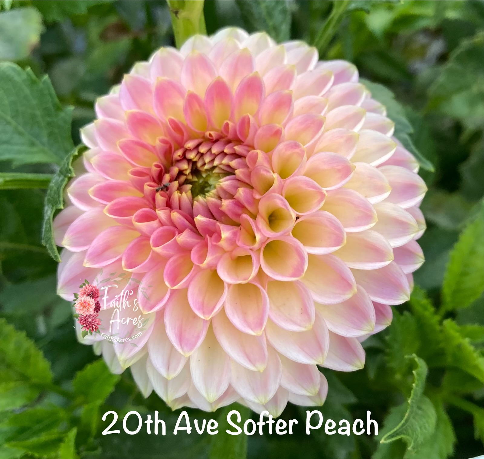 20th Ave Softer Peach