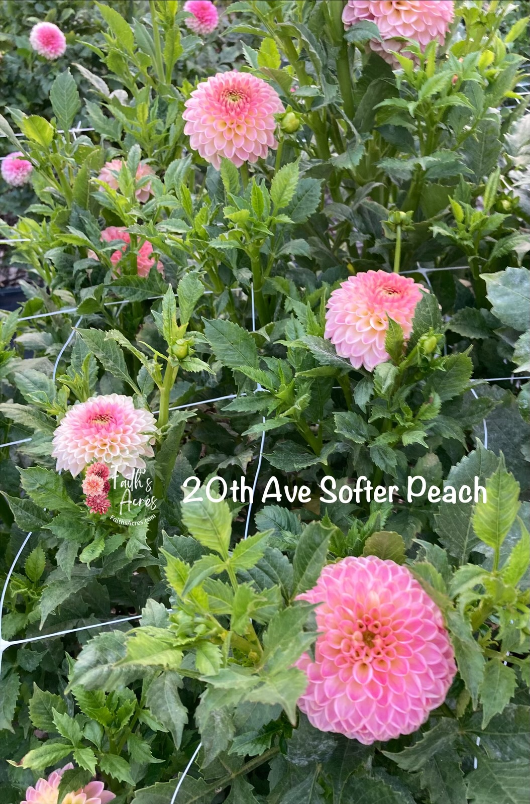 20th Ave Softer Peach - Image 3