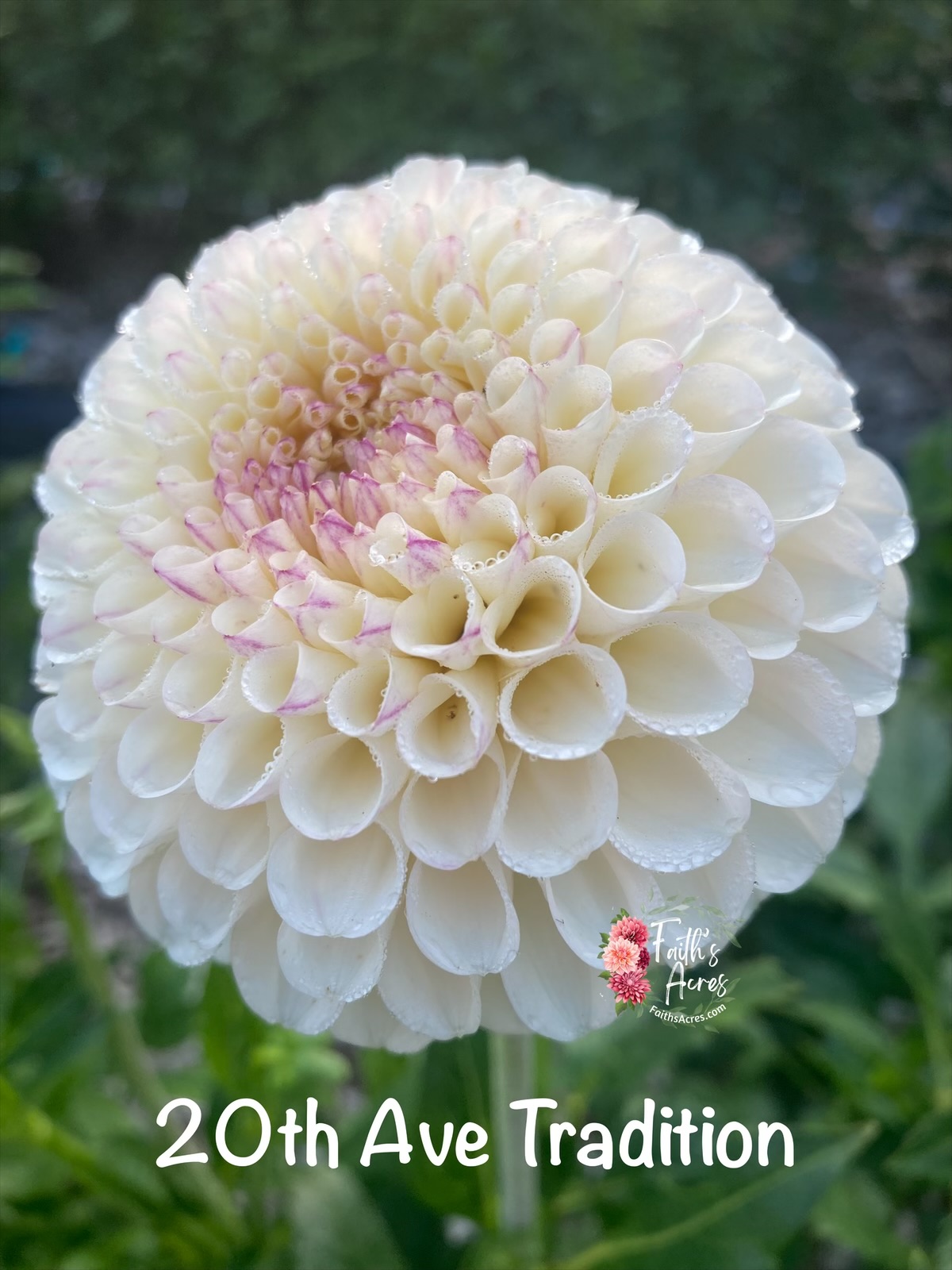 20th Ave Tradition - Image 3