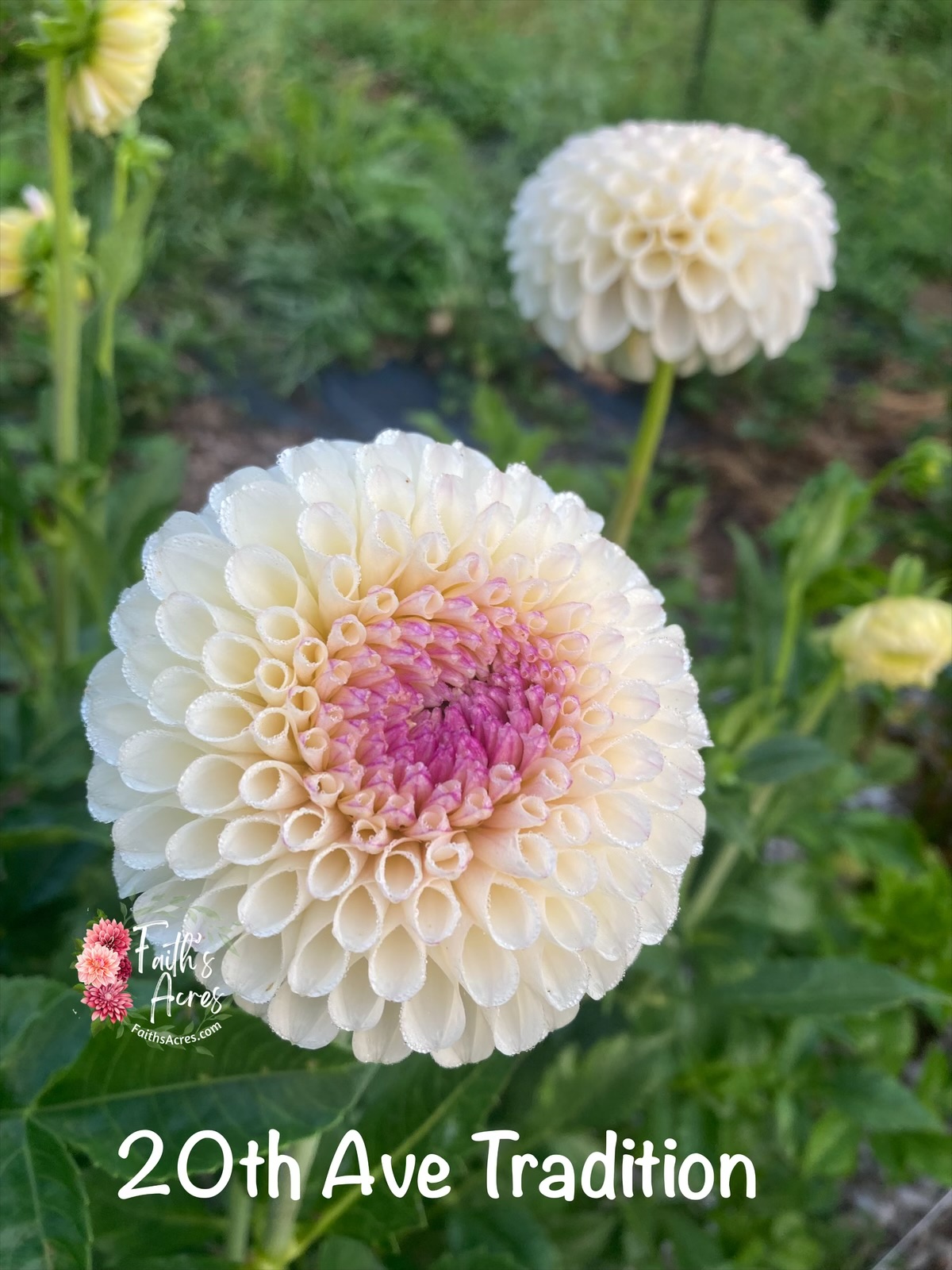 20th Ave Tradition - Image 2