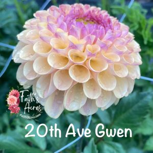 20th Ave Gwen