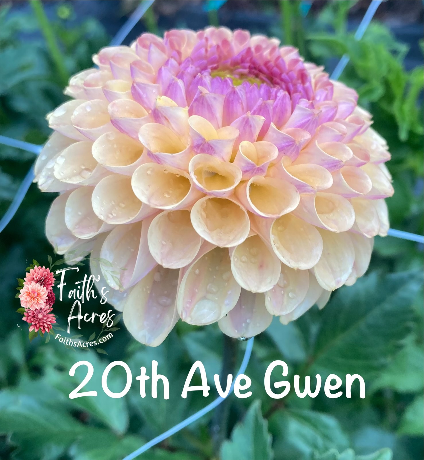 20th Ave Gwen