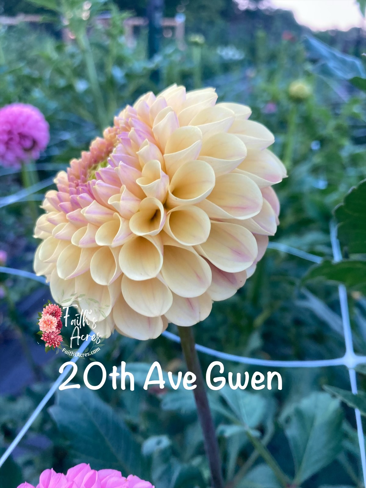 20th Ave Gwen - Image 2