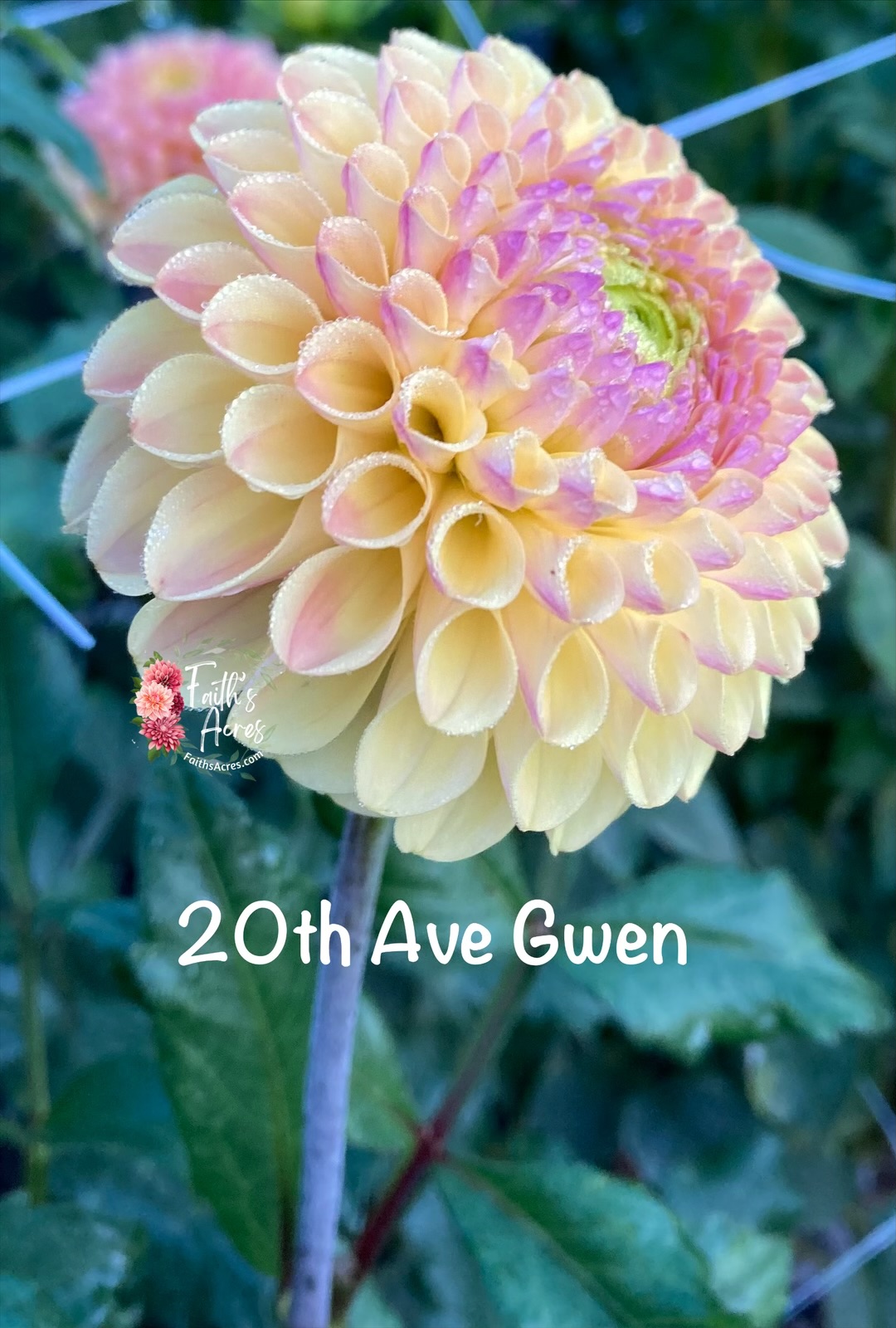 20th Ave Gwen - Image 4