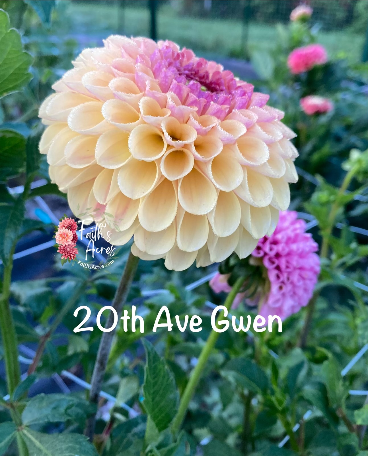 20th Ave Gwen - Image 3