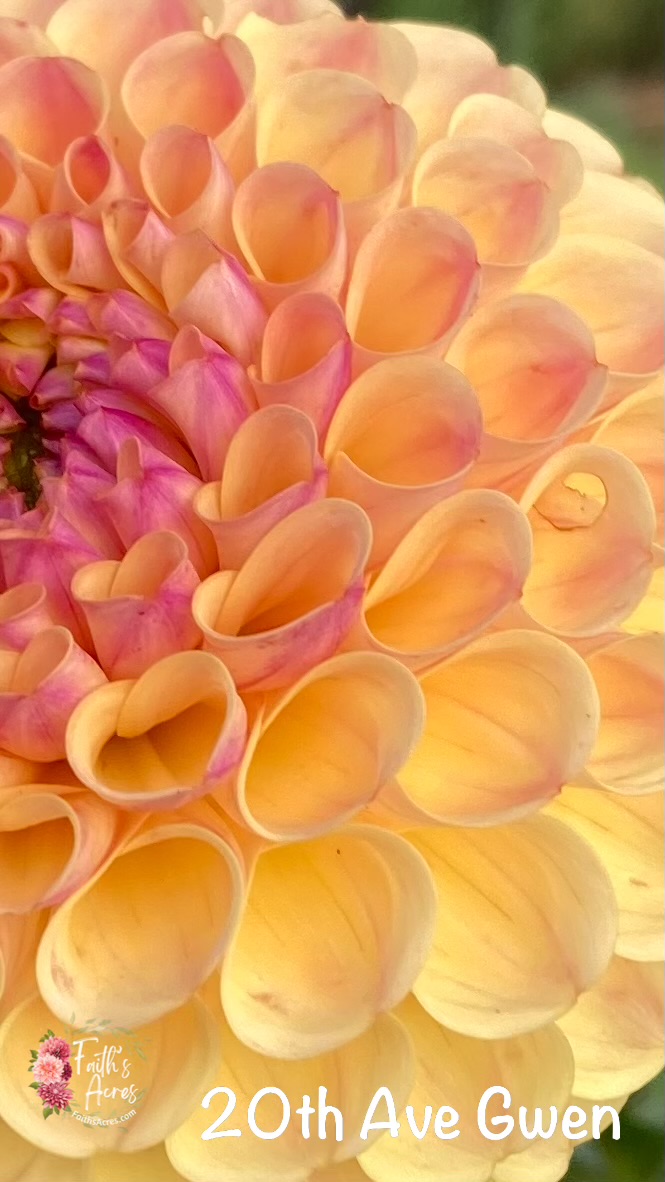 20th Ave Gwen - Image 5