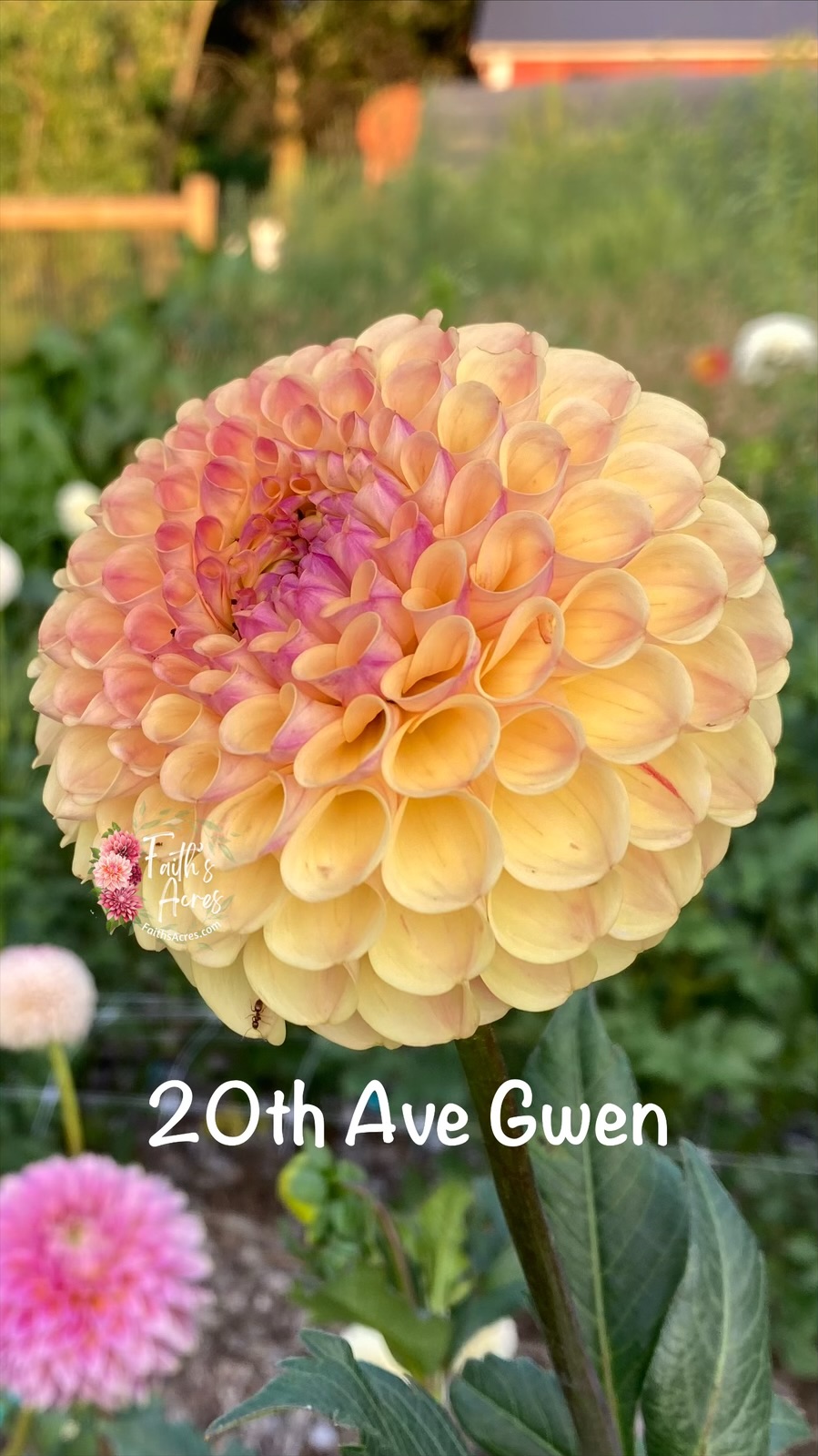 20th Ave Gwen - Image 6