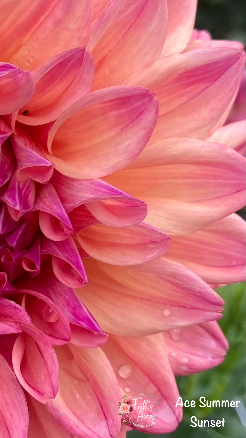 Ace Summer Sunset - Image 5