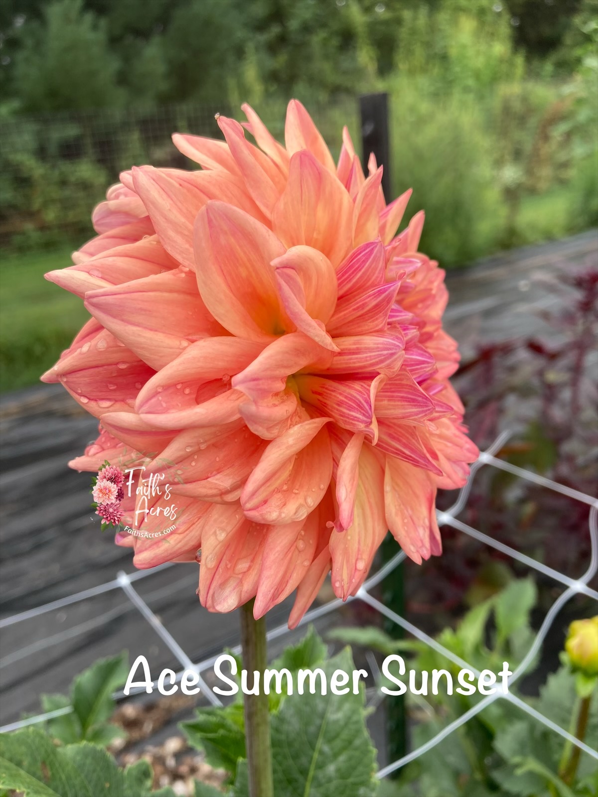 Ace Summer Sunset - Image 2