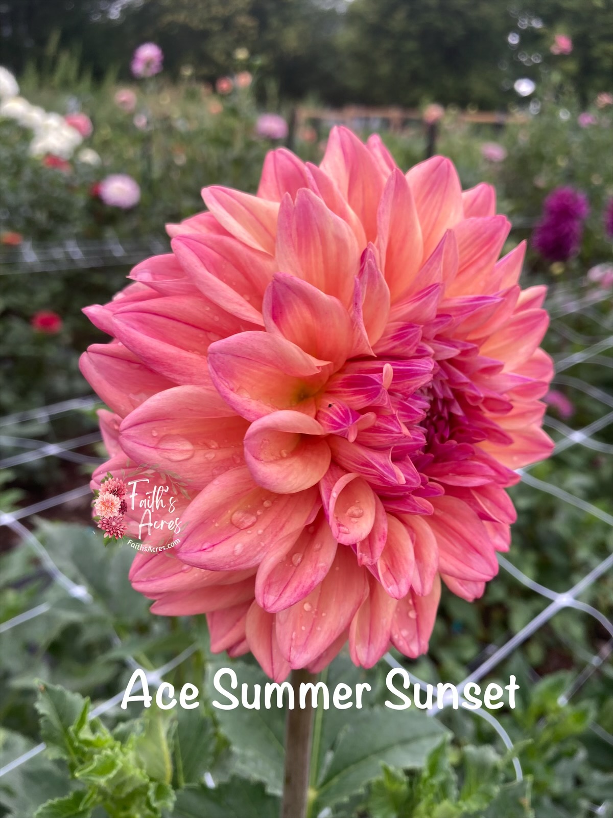 Ace Summer Sunset - Image 3