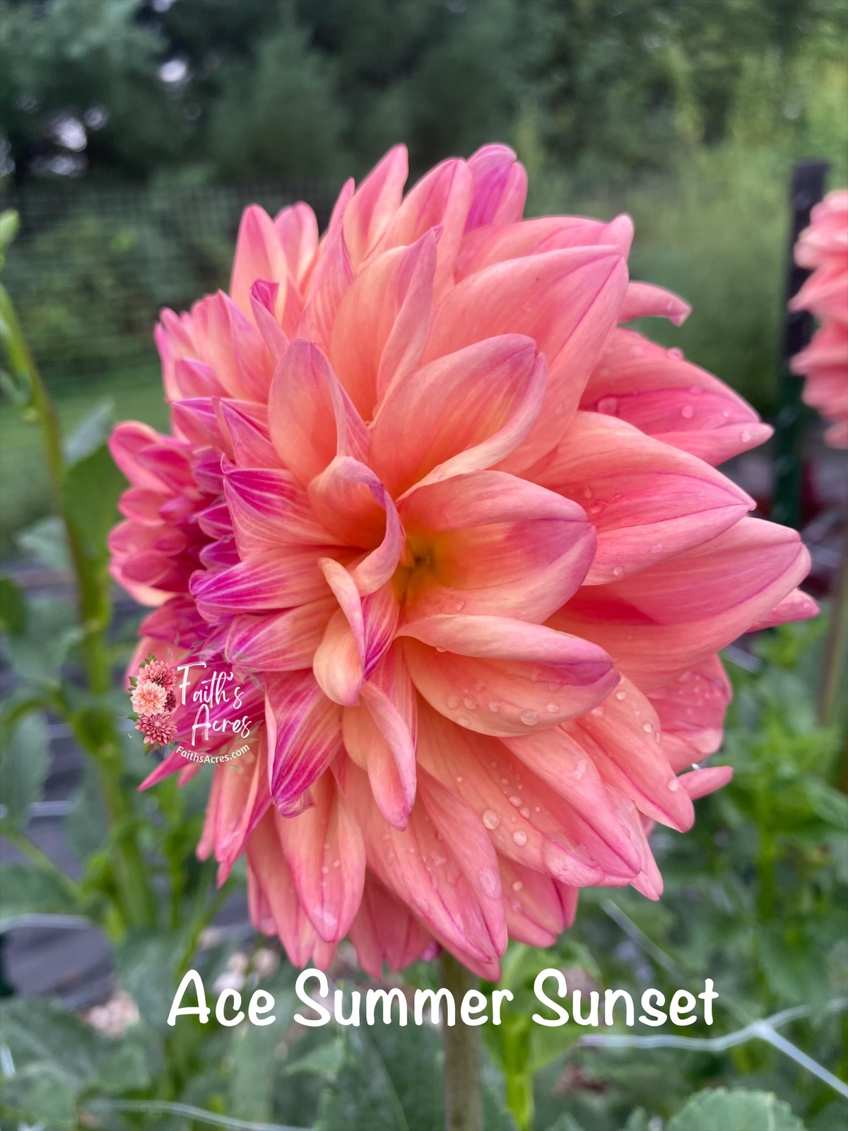 Ace Summer Sunset - Image 4