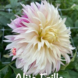 Aljo Frills