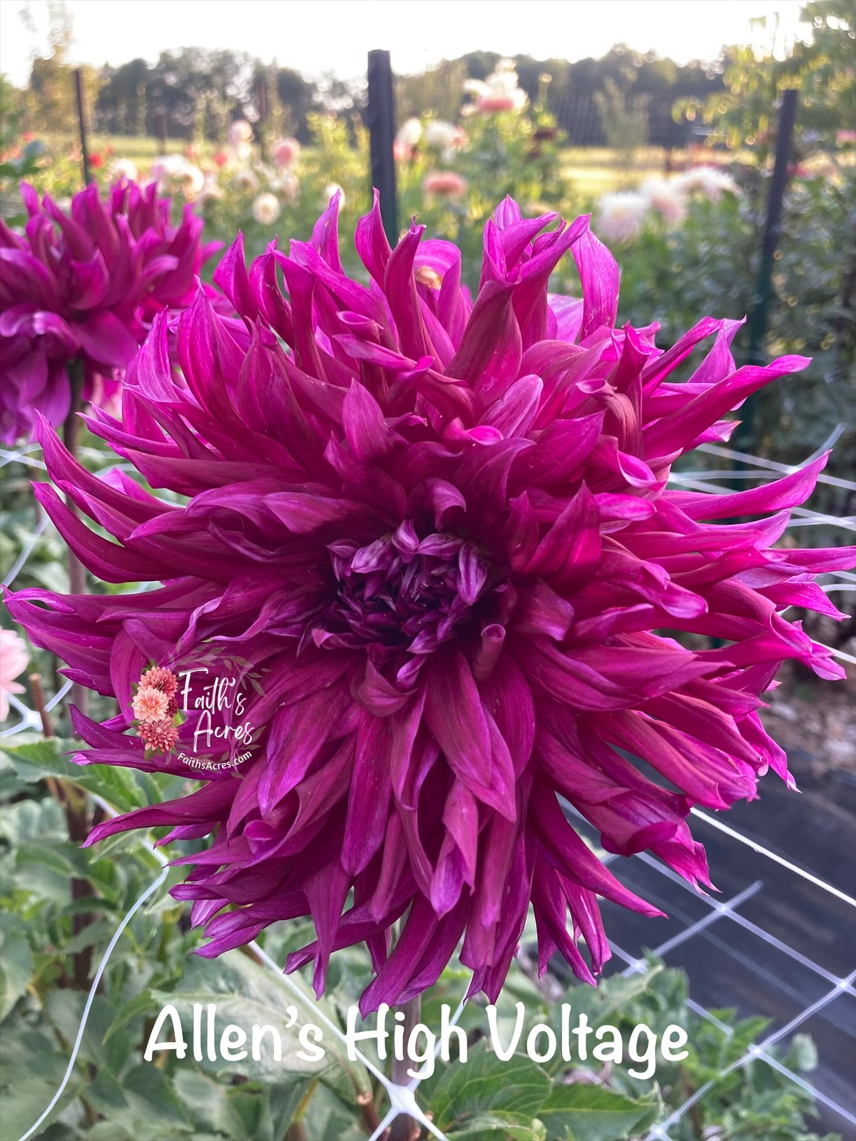 Allen's High Voltage - Image 3