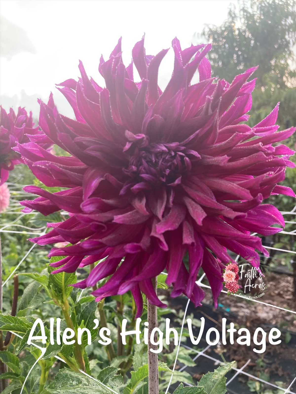 Allen's High Voltage