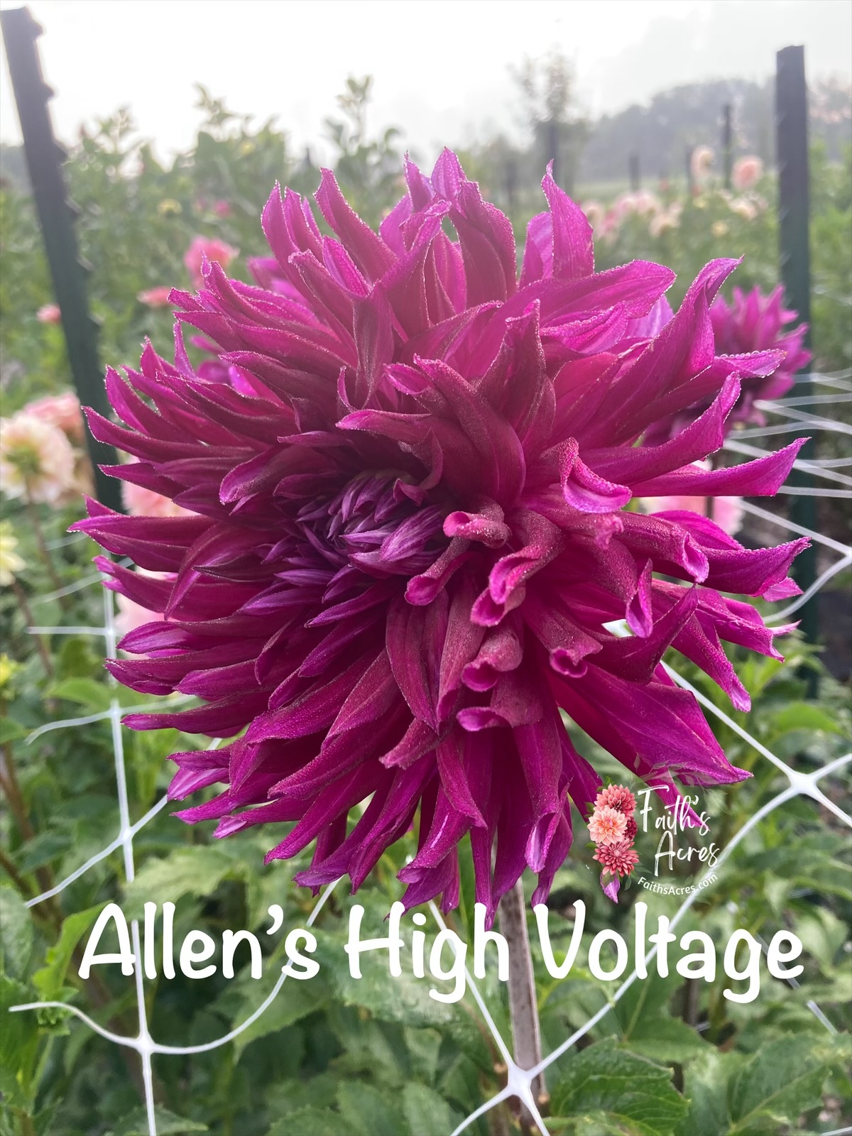 Allen's High Voltage - Image 2