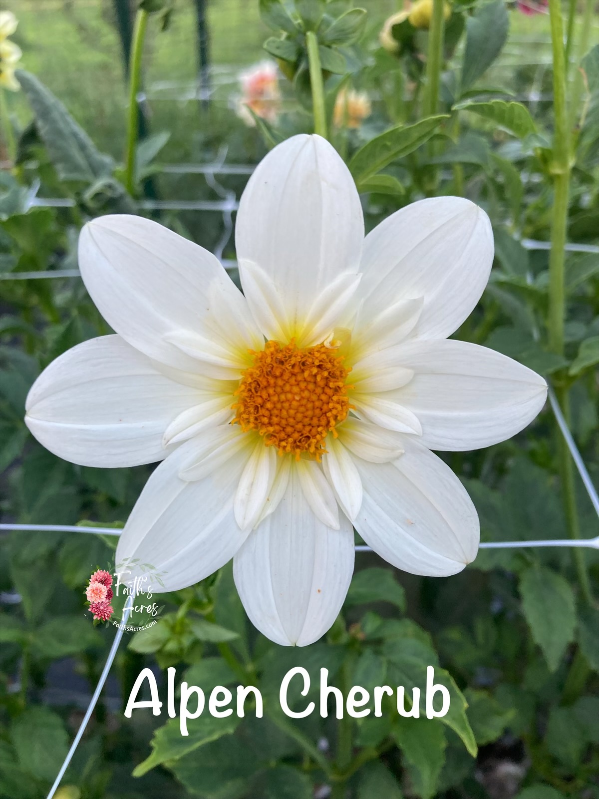 Alpen Cherub - Image 2