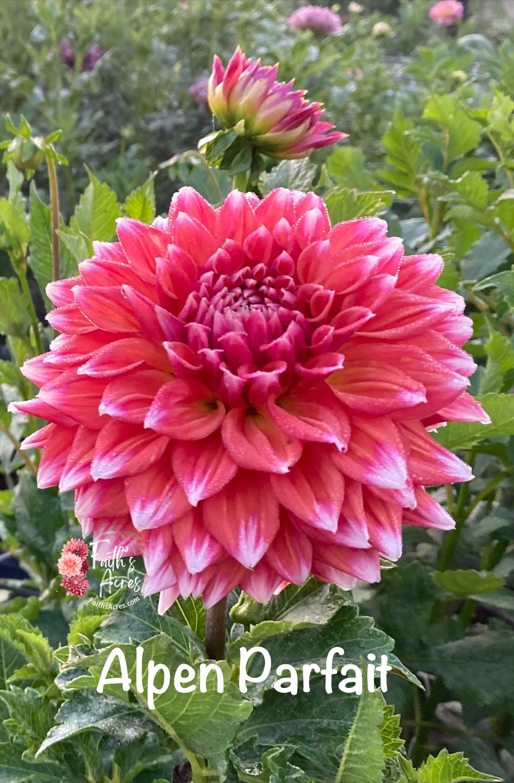 Alpen Parfait - Image 2