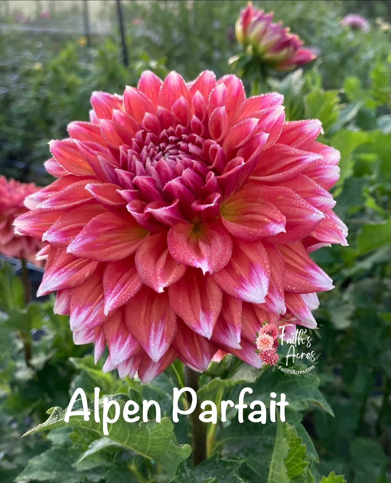 Alpen Parfait