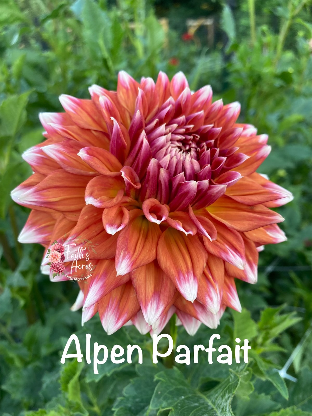 Alpen Parfait - Image 4