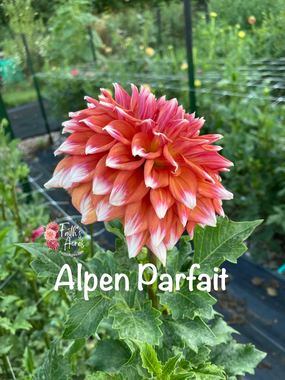 Alpen Parfait - Image 3