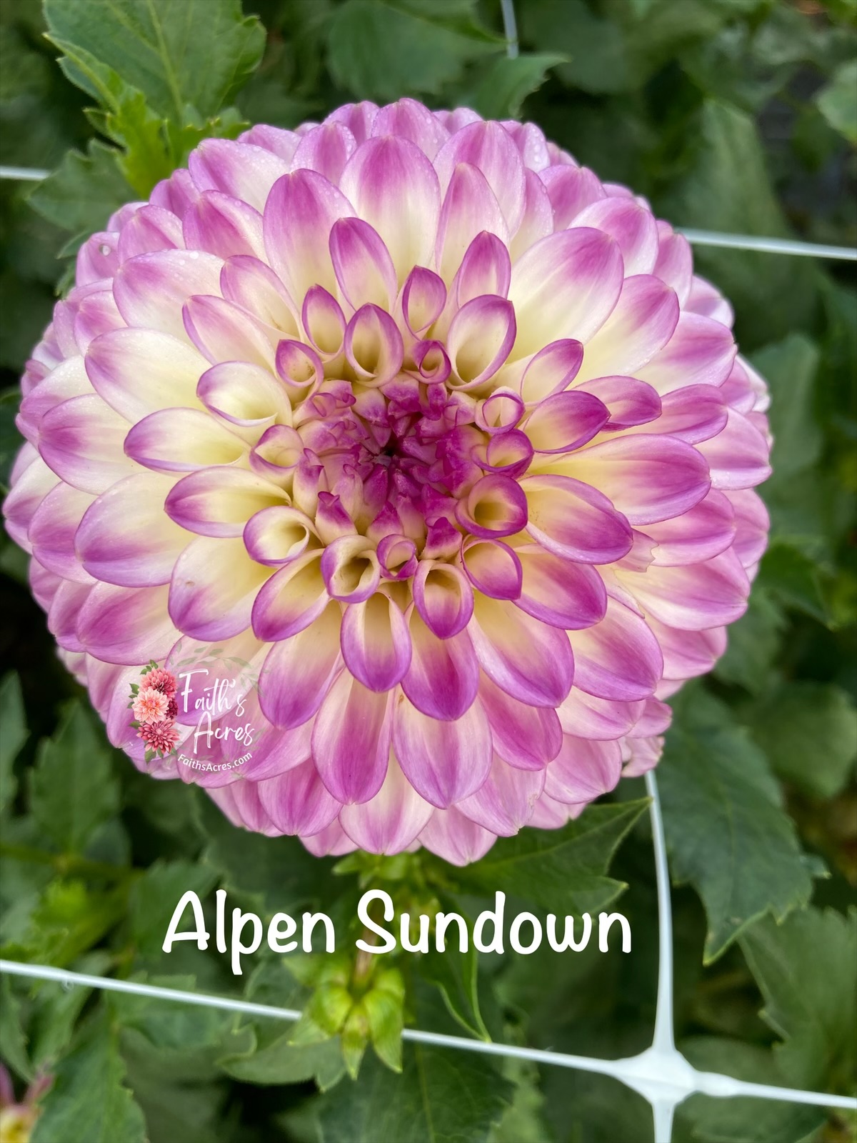 Alpen Sundown - Image 4