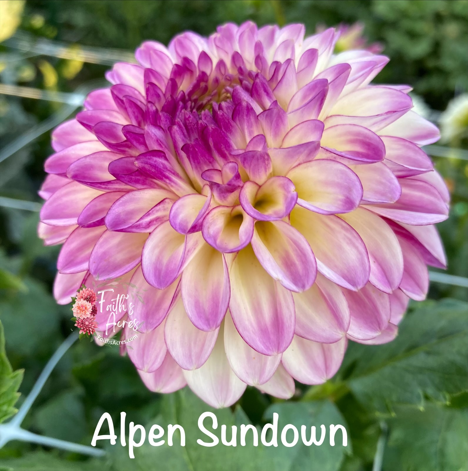 Alpen Sundown - Image 3