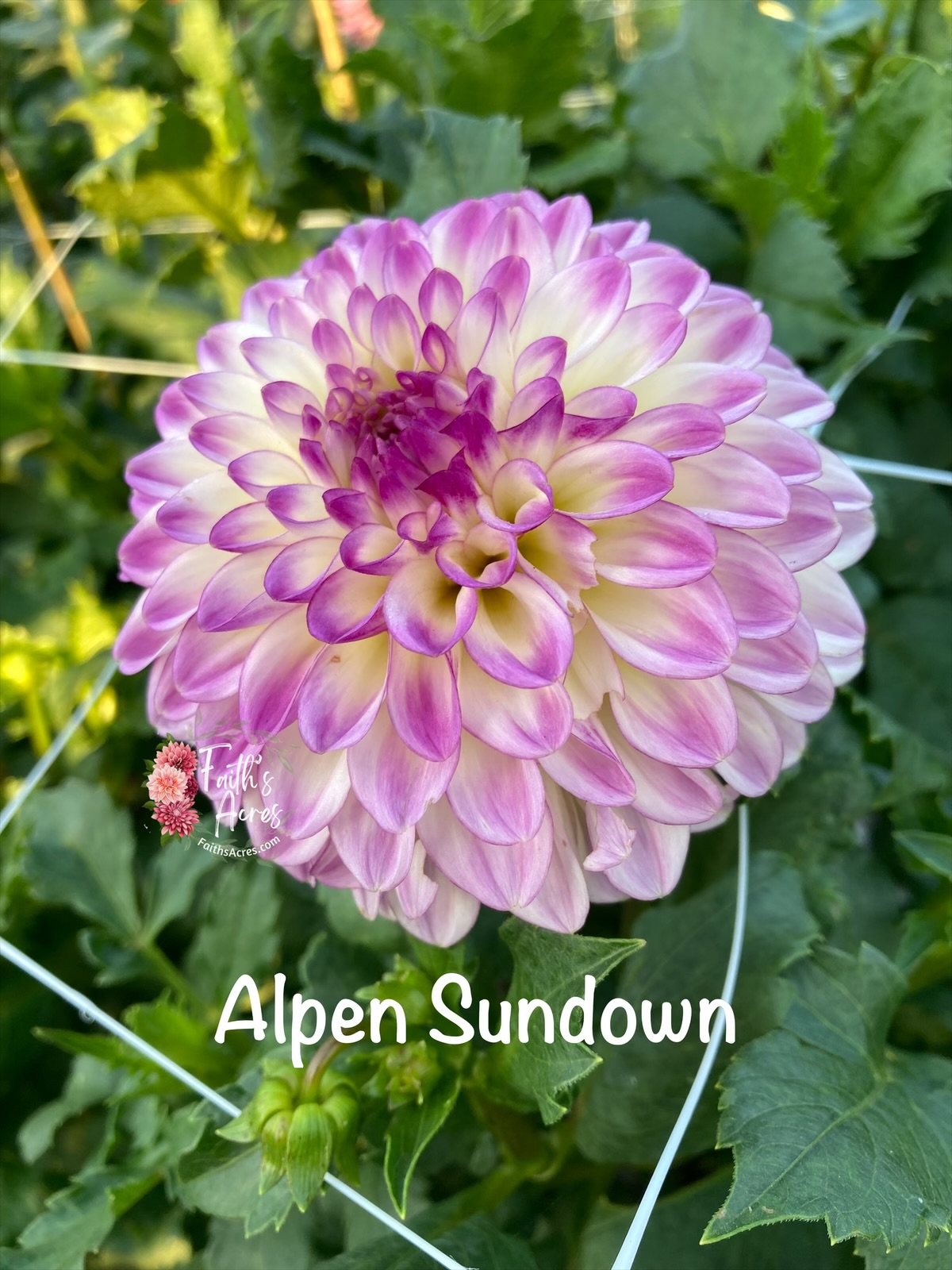 Alpen Sundown - Image 2