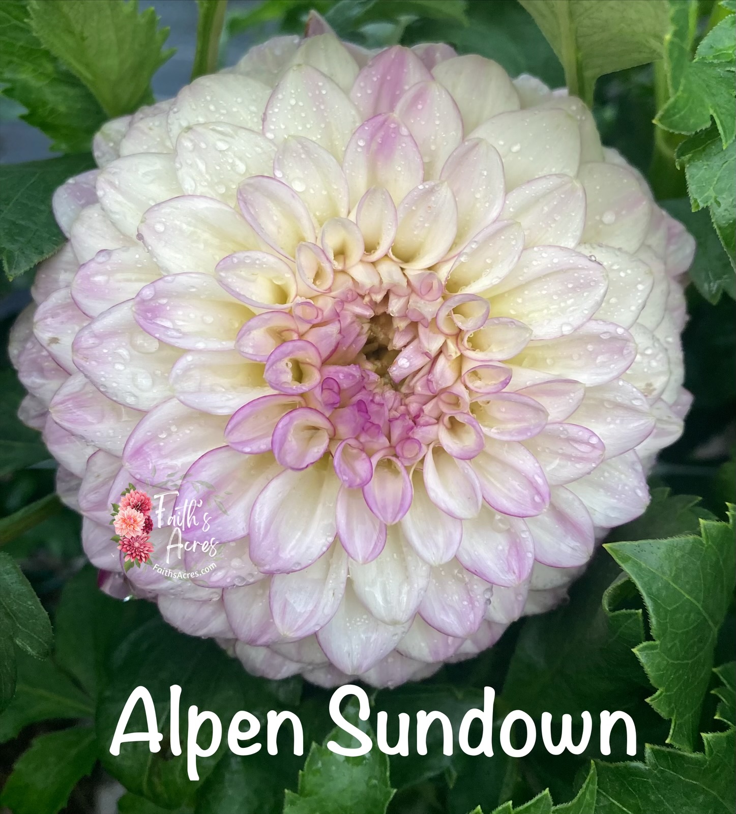 Alpen Sundown - Image 6