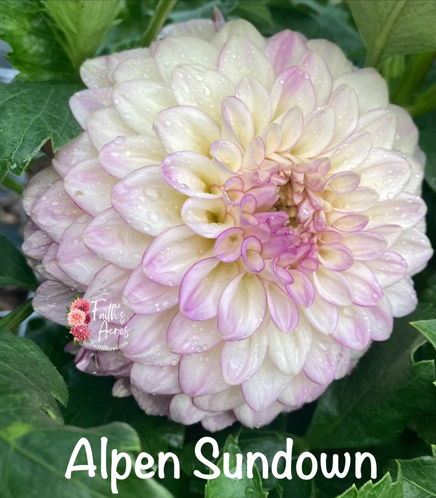 Alpen Sundown - Image 5