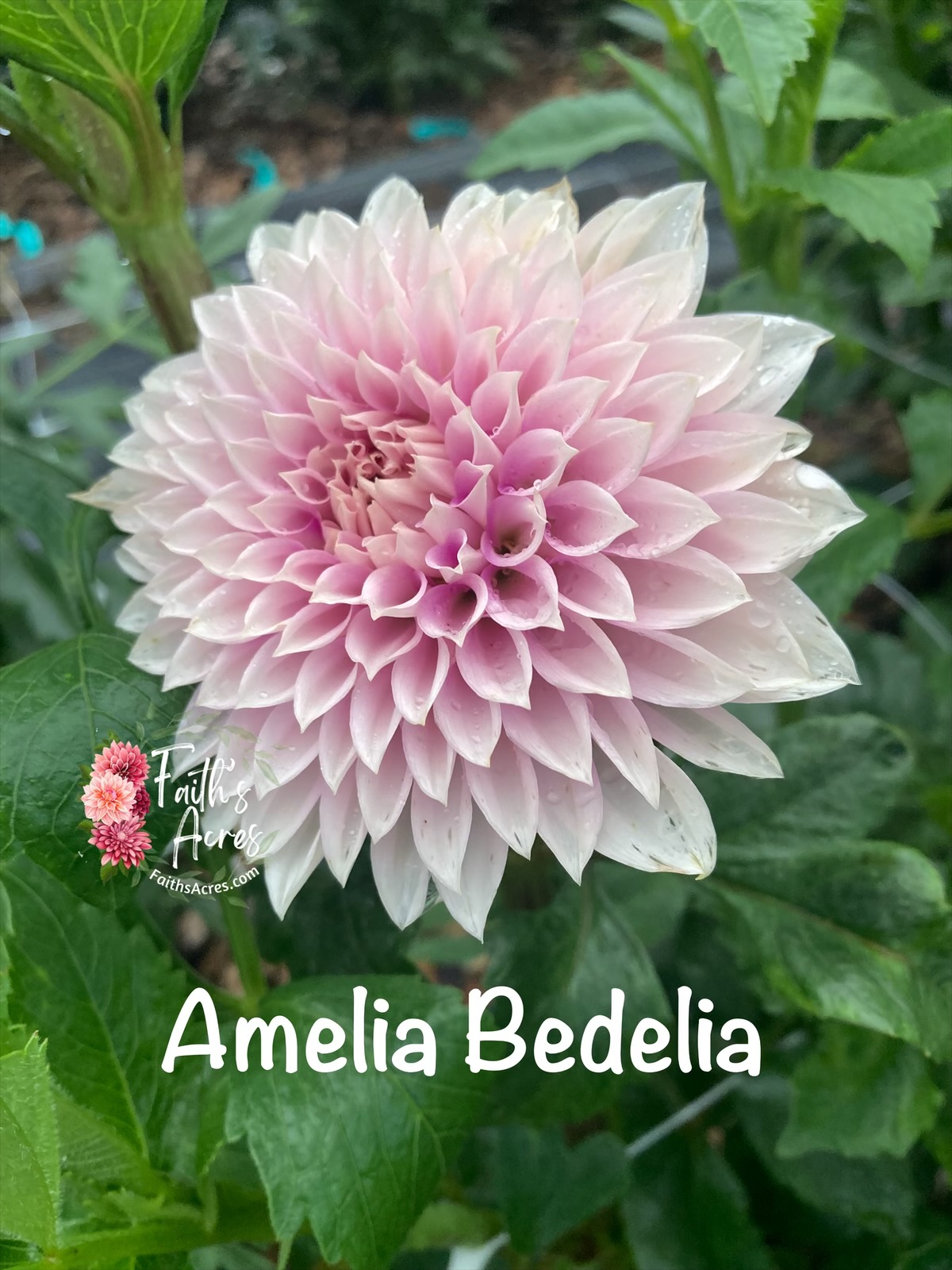 Amelia Bedelia - Image 5