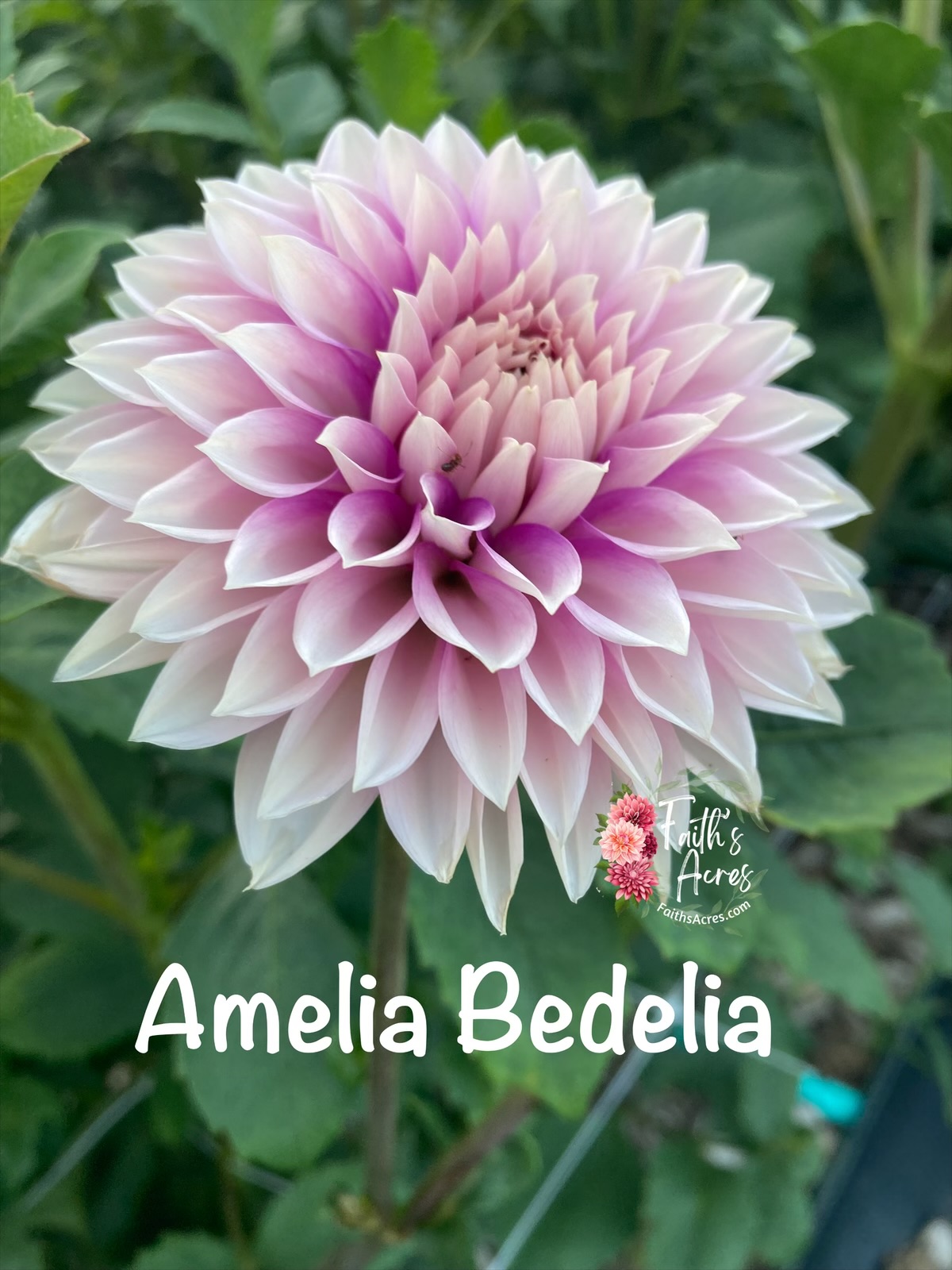 Amelia Bedelia - Image 4