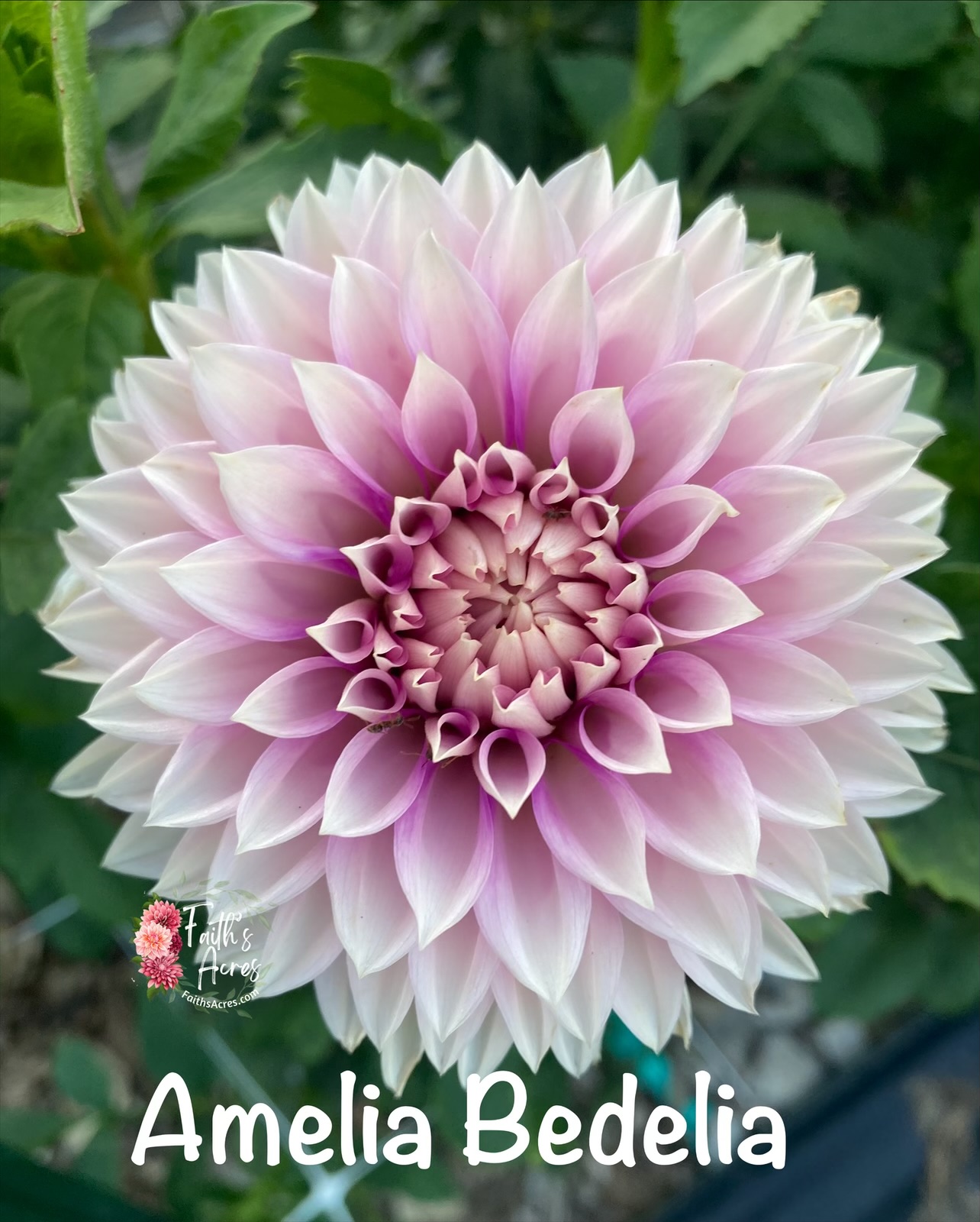 Amelia Bedelia - Image 3