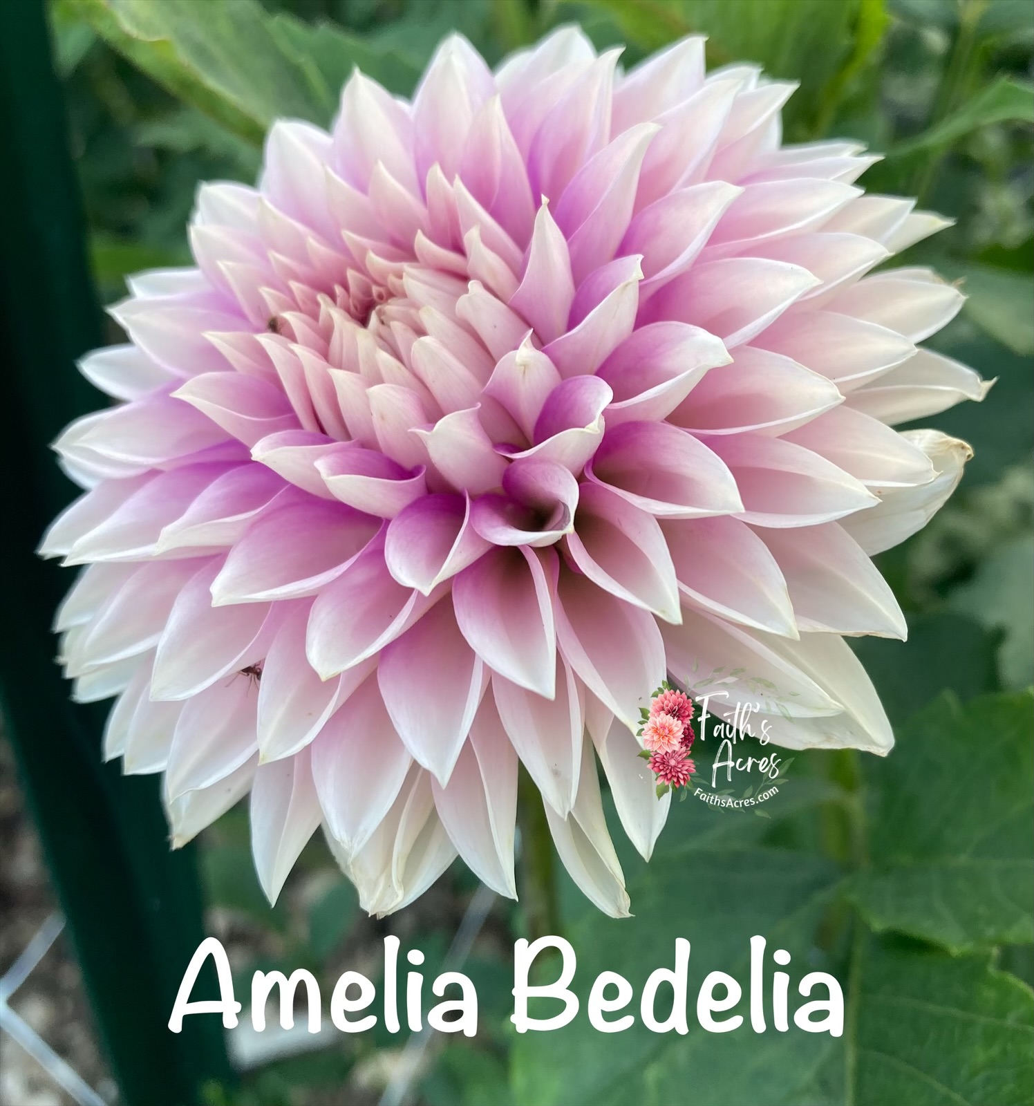 Amelia Bedelia - Image 2