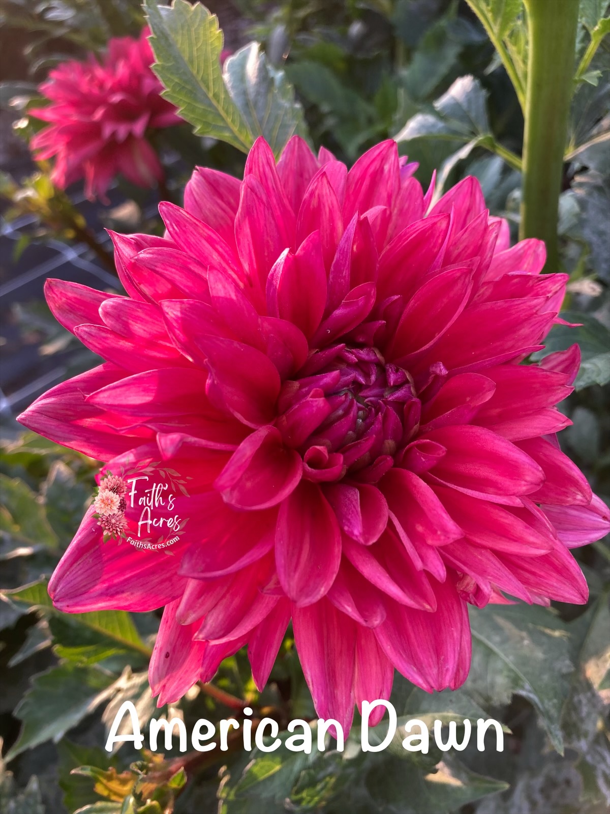 American Dawn - Image 3