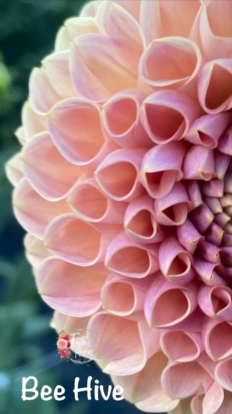 Bee Hive-Makes teeny tiny cute tubers - Image 2