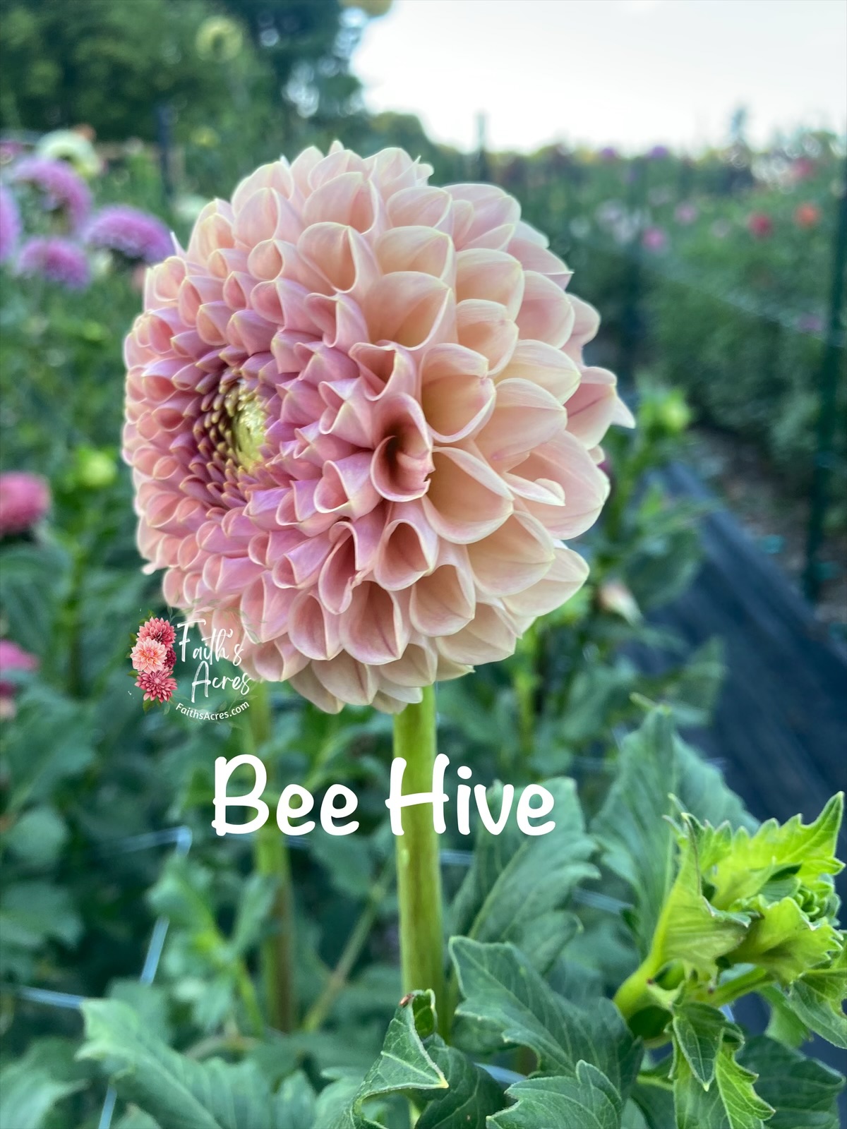 Bee Hive-Makes teeny tiny cute tubers - Image 3