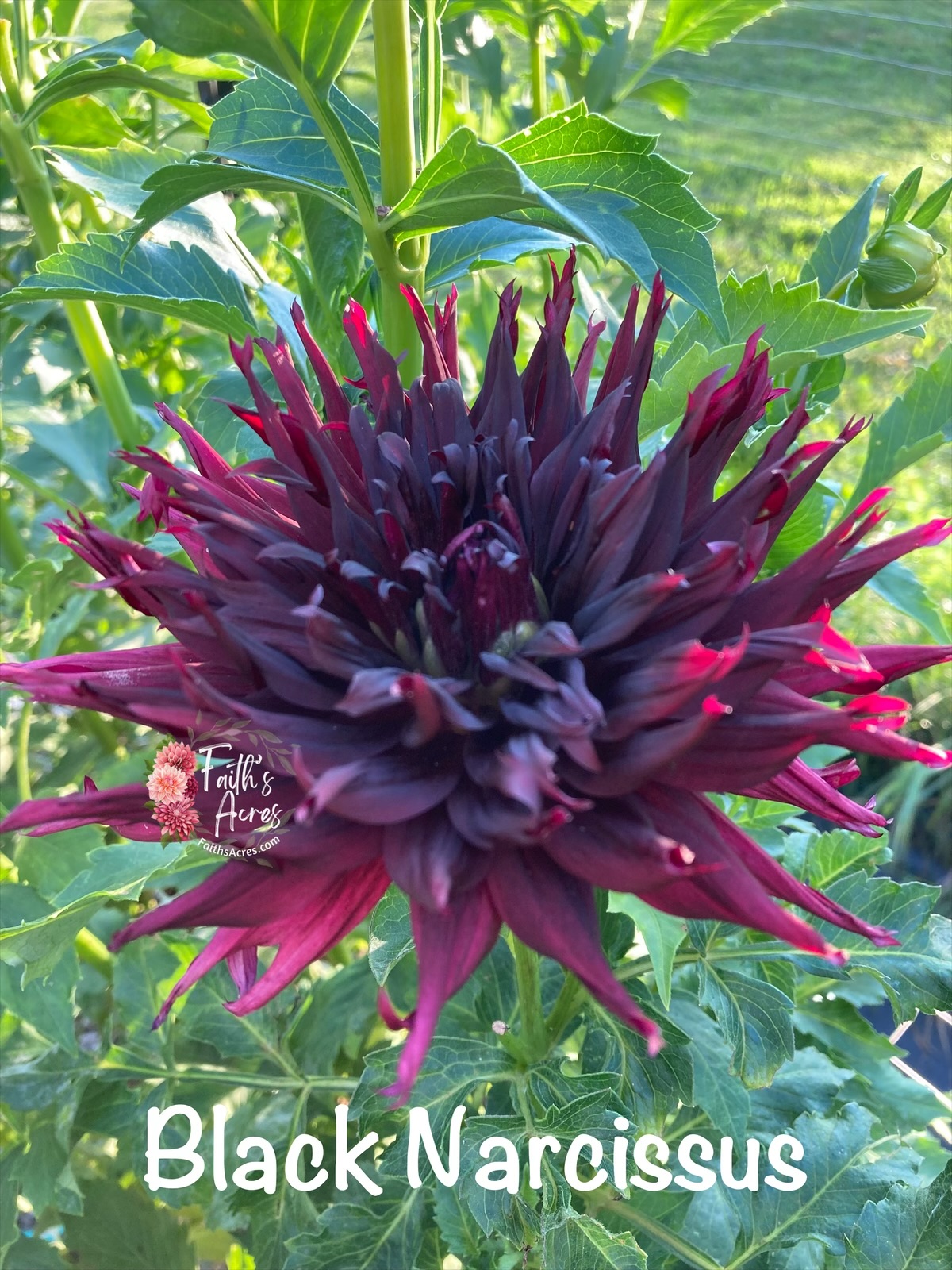 Black Narcissus - Image 2