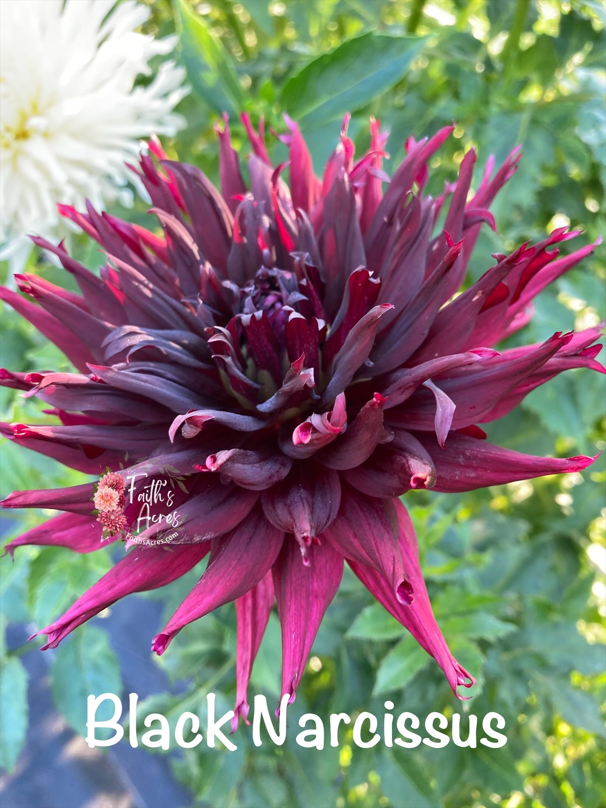 Black Narcissus - Image 7