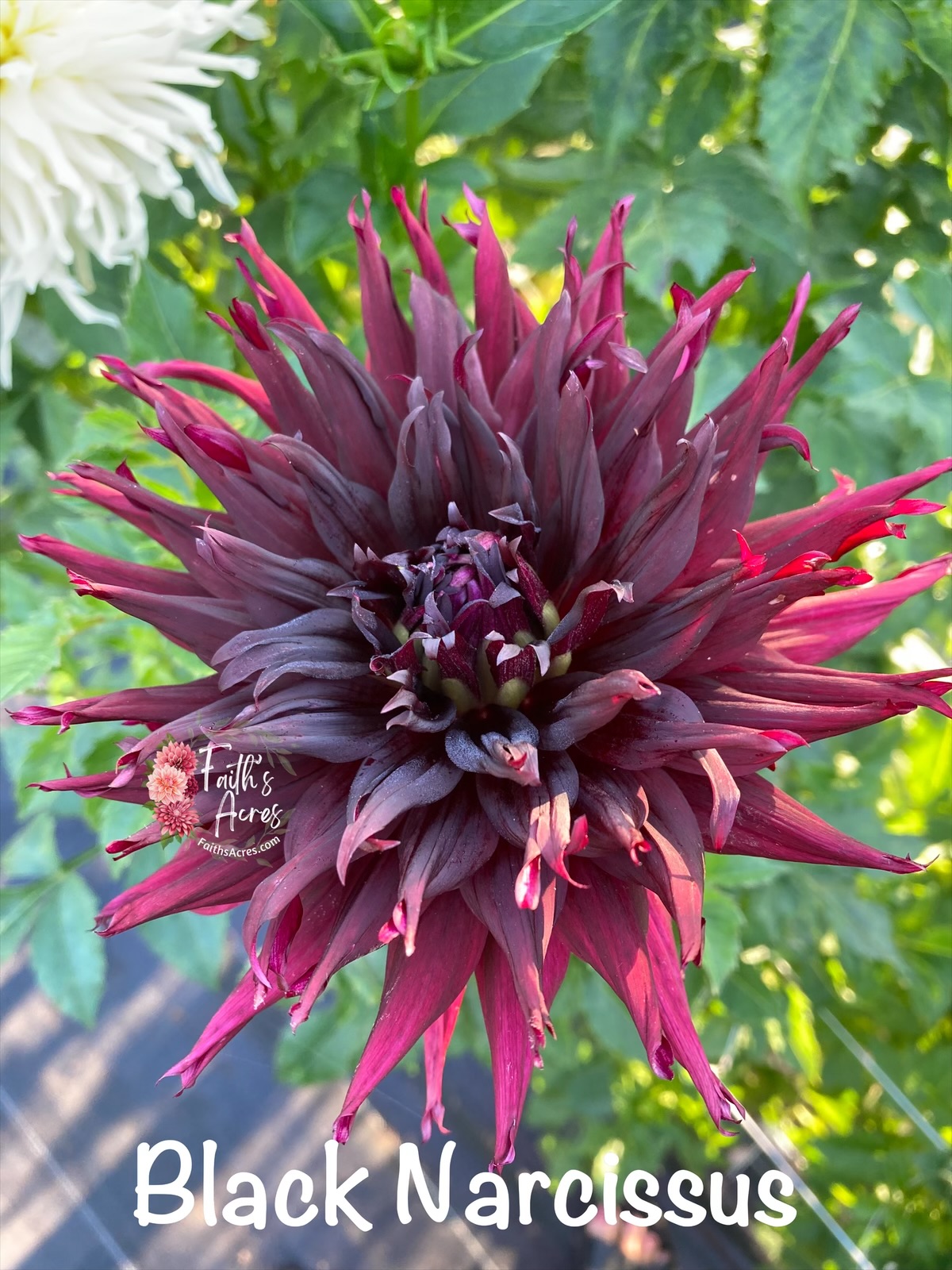 Black Narcissus - Image 3