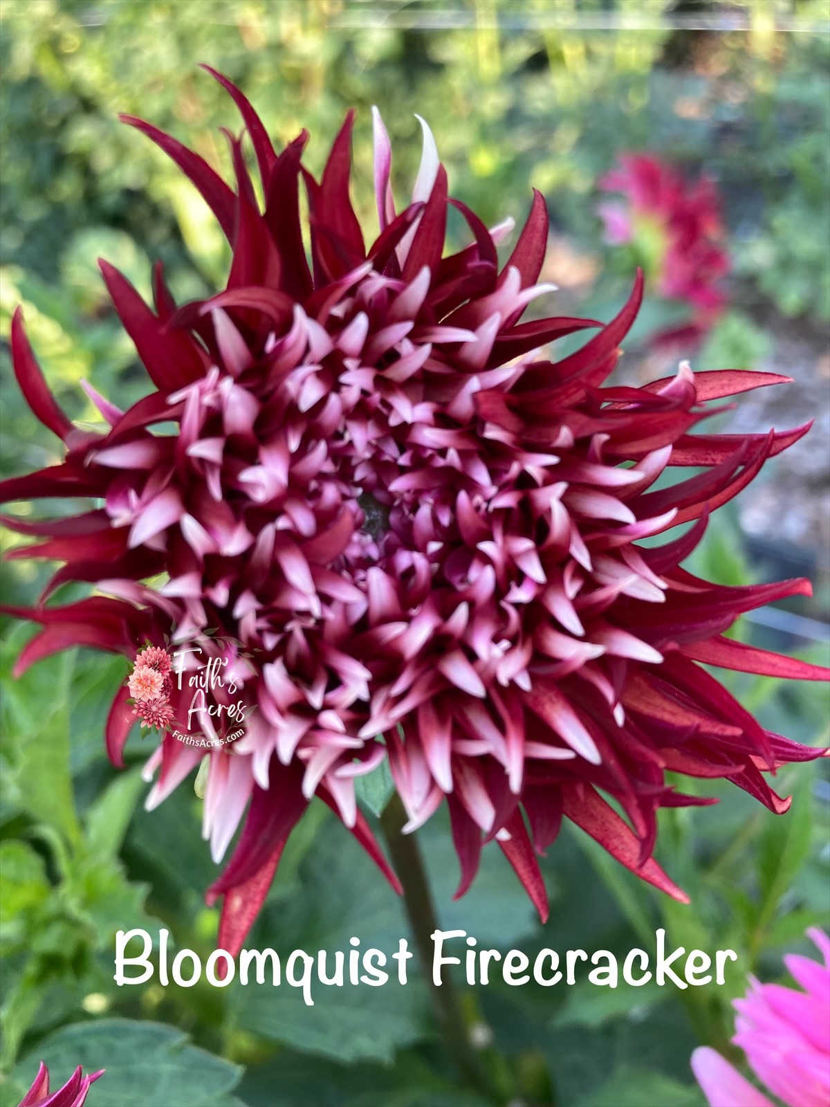 Bloomquist Firecracker - Image 4
